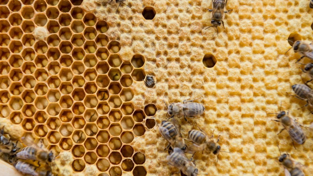 Fakta: Včel přibývá, opylovači mizí. Jak pomoci přírodě?